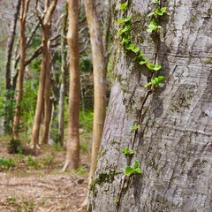 木の幹に生える蔦