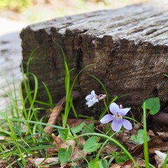 木道の脇に咲く小さな花　タチツボスミレ