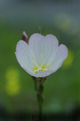 春の日を浴びるツキミソウ