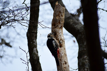 枯れ木に止まる晩秋のアカゲラ