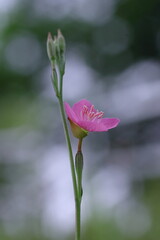 可憐なアカバナユウゲショウ