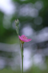 野に咲くアカバナユウゲショウ