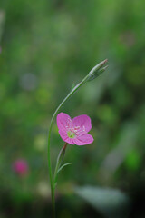 野に咲くアカバナユウゲショウ