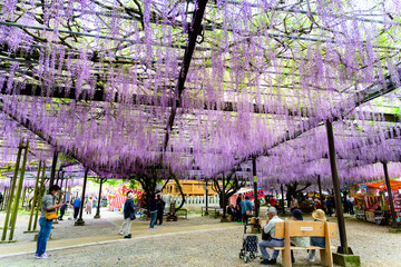600年の刻を超えて、今も咲き継ぐ命の輝き黒木の大藤(福岡県八女市)素盞嗚神社（すさのおじんじゃ）
The brilliance of life continues to bloom for over 600 years. Kuroki Wisteria (Yame City, Fukuoka Prefecture) Susanoo Shrine