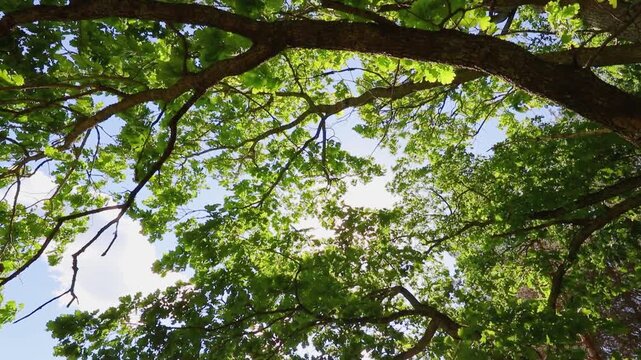 The sun shines through the summer green oak leaves that move in the wind