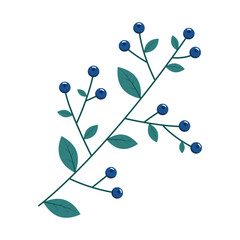 Blueberries. Winter plant. Winter branches and leaves. Winter floral elements. Holiday decoration. Vector illustration