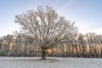 Frosty tree at sunrise in winter landscape