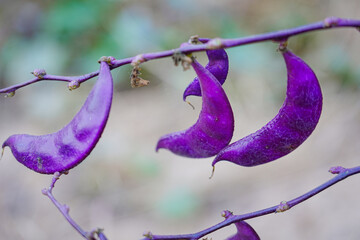 Purple beans grow naturally outdoors