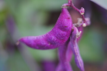 Purple beans grow naturally outdoors