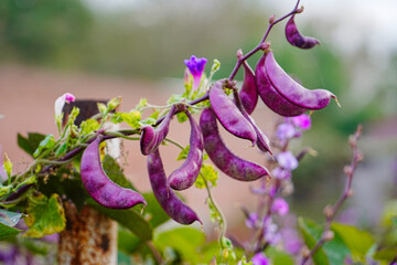 Purple beans grow naturally outdoors