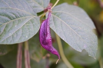 Purple beans grow naturally outdoors