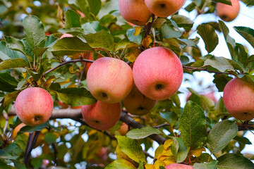 Close up of a red apple