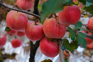 Close up of a red apple