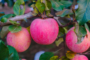 Close up of a red apple