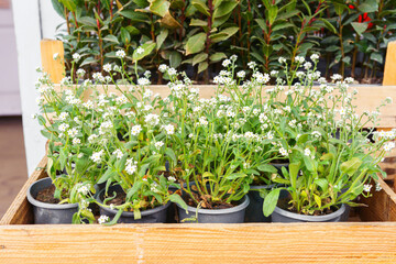 Young spring seedlings with white flowers growing in pots inside wooden crate. Outdoor flower shop scene, planting season, gardening, fresh greenery with natural textures and soft daylight.