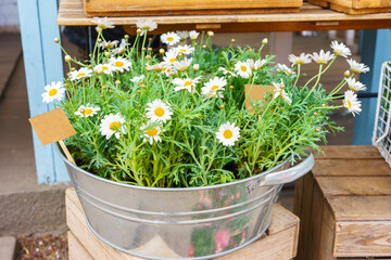 Fresh white daisy flowers growing in galvanized metal tub displayed on wooden crates at an outdoor garden shop. Spring scene with natural light, plants, greenery and rustic decor.