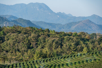 View of mountain with tea plantation field in Chiang Rai province of Thailand. Camellia sinensis is a species of evergreen shrubs. Its leaves and leaf buds are used to produce tea.