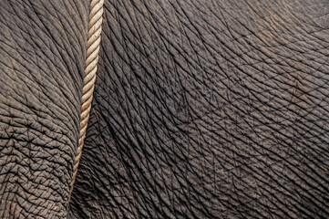 Close up of an elephant's wrinkled skin. An elephant&rsquo;s skin is thick, the blood vessels and nerves are relatively close to the surface, and they have few sweat glands for heat dissipation.