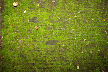 moss on the ground
