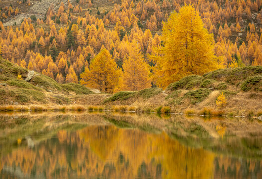 Golden Larch Trees Reflect In Leisee