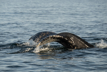 Obraz premium Humpback Whale Tail Rises Above Water Before Diving