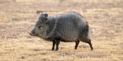 Javelina Shakes Out The Day