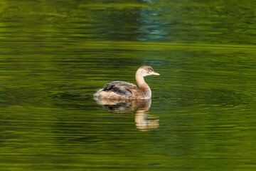 Little grebe swimming in the lake