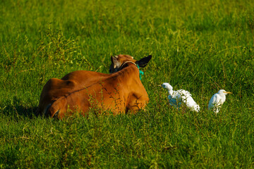 A Eastern Cattle Egret with a cow