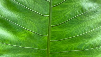 Close-up view of a vibrant green leaf showing detailed veins and natural texture, highlighting...
