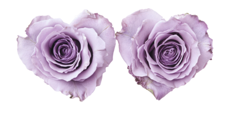 Romantic valentine's day purple roses heart shapes, love symbols, isolated on transparent background