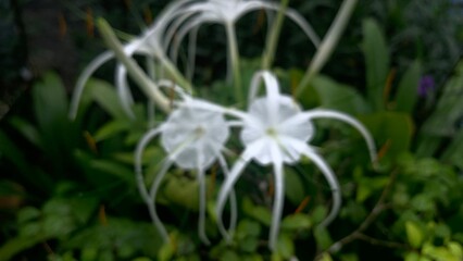 Defocused image is flower is a beach spider lily or scientific name is Hymenocallis littoralis.
