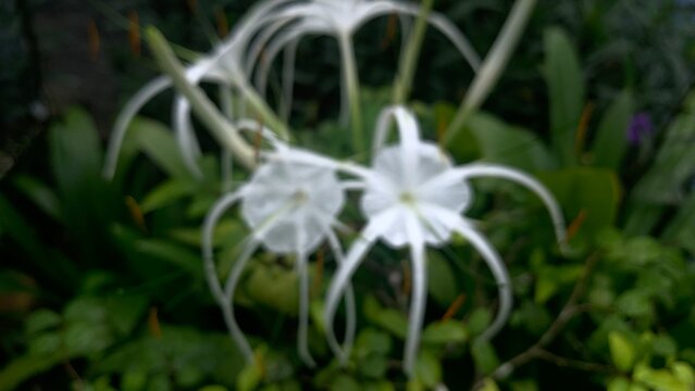 Defocused image is flower is a beach spider lily or scientific name is Hymenocallis littoralis.