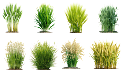 realistic 3d render photograph capturing diverse rice plant growth stages, isolated for agriculture, food, and environmental themes.