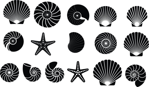 Collection of black seashell silhouettes and starfish icons isolated on white background for marine life and beach themed design