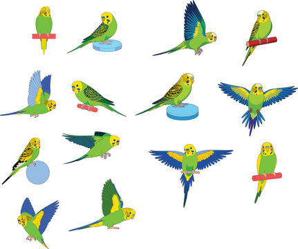 Set of cute budgie parakeet bird vector illustrations in various flying and perched poses isolated on white background
