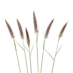 Beautiful group of purple fountain grass plants on transparent background
