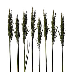 Collection of tall green grass plants on transparent background