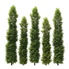 Collection of tall green trees with lush foliage on transparent background. on transparent background