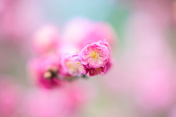 綺麗に咲いた紅梅の花　背景をぼかして枝先の一輪をクローズアップ撮影