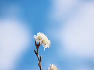 早春の青空と白い雲を背景に、爽やかに咲く白梅の花