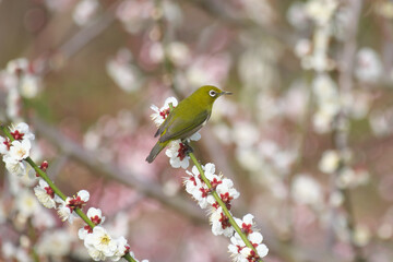 満開の白梅の花とメジロ