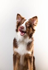 Brown and White Border Collie Licking His Nose Posed on White Background