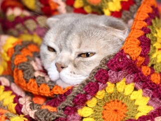 Nice cute lovely scottish cat with crocheted handmade blanket cozy photo pet colorful plaid craft handiwork rest relax 