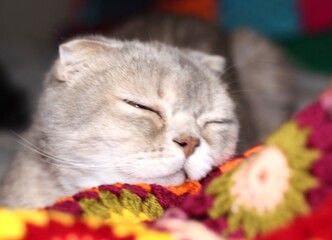 Nice cute lovely scottish cat with crocheted handmade blanket cozy photo pet colorful plaid craft handiwork rest relax 