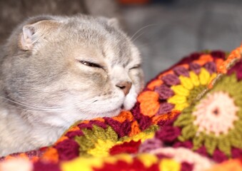Nice cute lovely scottish cat with crocheted handmade blanket cozy photo pet colorful plaid craft handiwork rest relax 