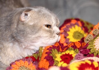 Nice cute lovely scottish cat with crocheted handmade blanket cozy photo pet colorful plaid craft handiwork rest relax 