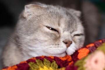 Nice cute lovely scottish cat with crocheted handmade blanket cozy photo pet colorful plaid craft handiwork rest relax 