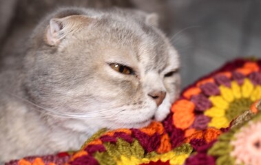 Nice cute lovely scottish cat with crocheted handmade blanket cozy photo pet colorful plaid craft handiwork rest relax 