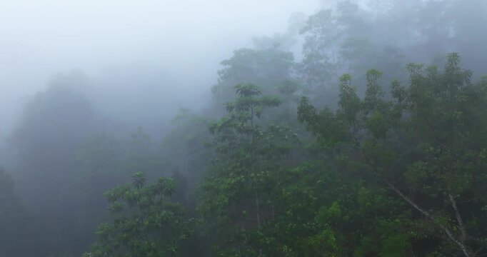 Aerial View of a Wild River Flowing Through Lush Tropical Rainforest in Morning Fog, Sinharaja, Sri Lanka