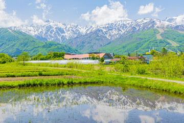 日本の風景・初夏　長野県白馬村　残雪の白馬連峰と水田 © Yuta1127